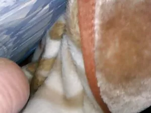 Cory Haunt anal reit ...